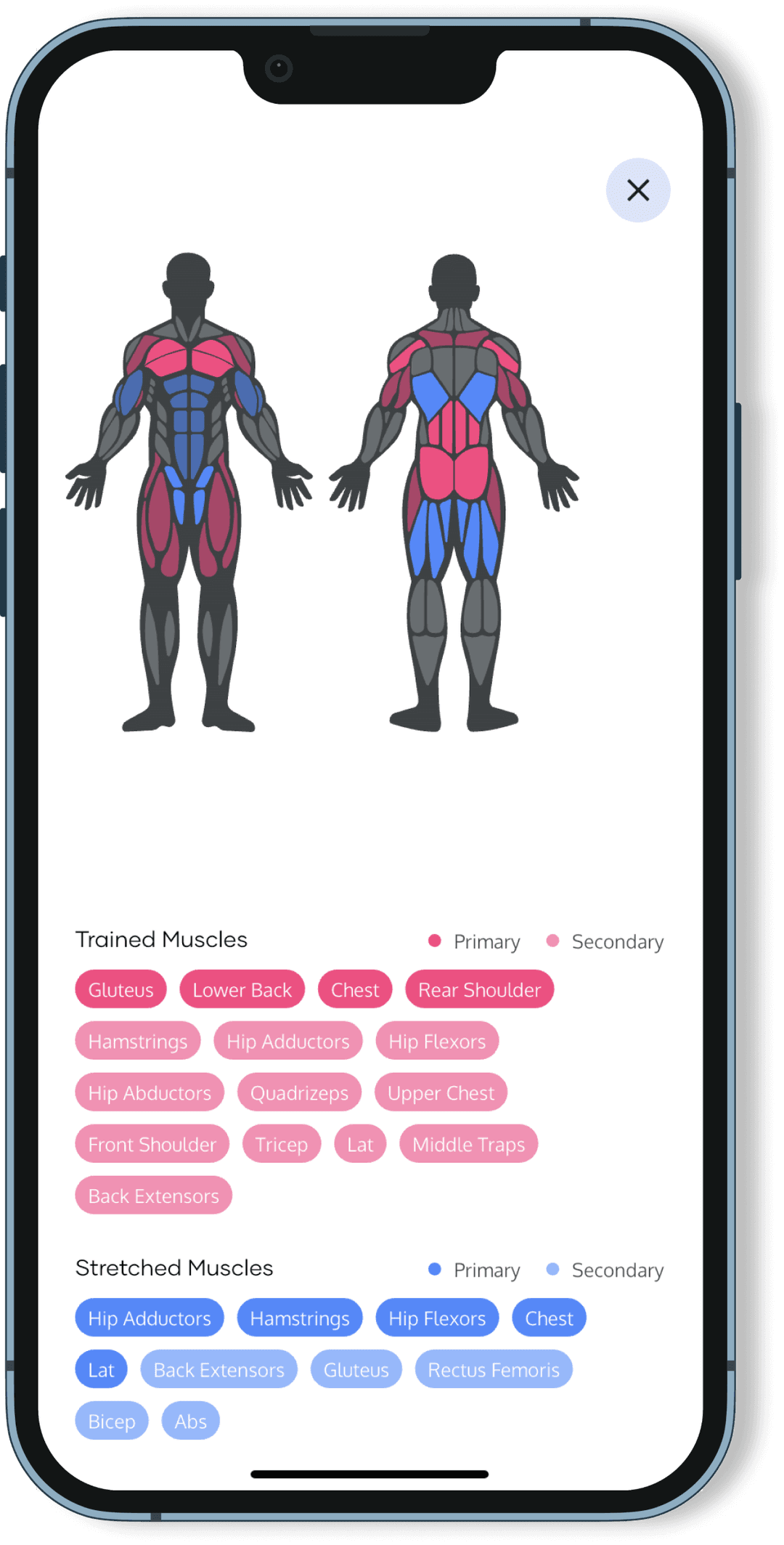View Anatomy & Muscles Information